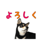 黒柴犬の写真スタンプ日常編（個別スタンプ：21）