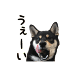 黒柴犬の写真スタンプ日常編（個別スタンプ：23）