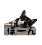 黒柴犬の写真スタンプ日常編（個別スタンプ：24）