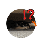 黒柴犬の写真スタンプ日常編（個別スタンプ：26）