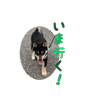 黒柴犬の写真スタンプ日常編（個別スタンプ：27）