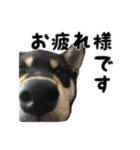 黒柴犬の写真スタンプ日常編（個別スタンプ：28）