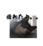 黒柴犬の写真スタンプ日常編（個別スタンプ：29）
