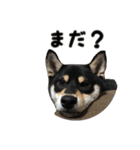 黒柴犬の写真スタンプ日常編（個別スタンプ：30）
