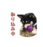 黒柴犬の写真スタンプ日常編（個別スタンプ：32）