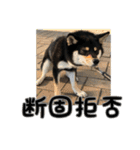 黒柴犬の写真スタンプ日常編（個別スタンプ：33）