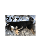 黒柴犬の写真スタンプ日常編（個別スタンプ：34）