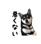 黒柴犬の写真スタンプ日常編（個別スタンプ：35）