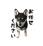 黒柴犬の写真スタンプ日常編（個別スタンプ：37）