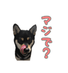 黒柴犬の写真スタンプ日常編（個別スタンプ：39）