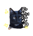 ゆきじじりり（個別スタンプ：1）