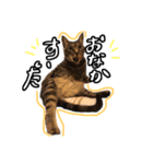 ゆきじじりり（個別スタンプ：2）