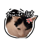 ゆきじじりり（個別スタンプ：3）