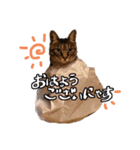 ゆきじじりり（個別スタンプ：4）