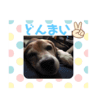 くうふくしま（個別スタンプ：3）