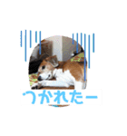 くうふくしま（個別スタンプ：5）