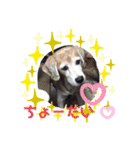 くうふくしま（個別スタンプ：6）