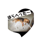 くうふくしま（個別スタンプ：10）