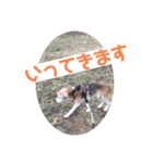くうふくしま（個別スタンプ：12）