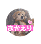 くうふくしま（個別スタンプ：16）