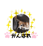 くうふくしま（個別スタンプ：22）