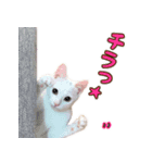 Kさん家のミル（個別スタンプ：1）