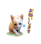 Kさん家のミル（個別スタンプ：2）
