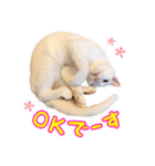 Kさん家のミル（個別スタンプ：3）