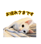 Kさん家のミル（個別スタンプ：4）
