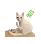 Kさん家のミル（個別スタンプ：5）