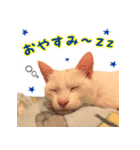 Kさん家のミル（個別スタンプ：6）