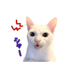 Kさん家のミル（個別スタンプ：7）