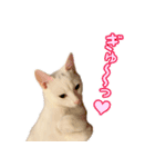Kさん家のミル（個別スタンプ：8）