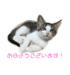 にゃんこの日常3（個別スタンプ：2）