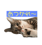 にゃんこの日常3（個別スタンプ：7）