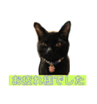 にゃんこの日常3（個別スタンプ：8）