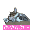 にゃんこの日常3（個別スタンプ：10）