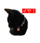 にゃんこの日常3（個別スタンプ：14）