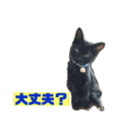 にゃんこの日常3（個別スタンプ：16）