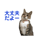 にゃんこの日常3（個別スタンプ：17）