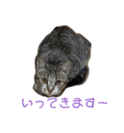 にゃんこの日常3（個別スタンプ：18）