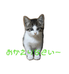 にゃんこの日常3（個別スタンプ：21）