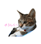 にゃんこの日常3（個別スタンプ：22）