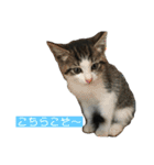 にゃんこの日常3（個別スタンプ：25）