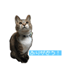 にゃんこの日常3（個別スタンプ：31）