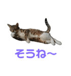 にゃんこの日常3（個別スタンプ：33）