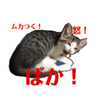 にゃんこの日常3（個別スタンプ：34）