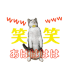 にゃんこの日常3（個別スタンプ：36）