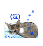 にゃんこの日常3（個別スタンプ：37）