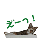にゃんこの日常3（個別スタンプ：39）